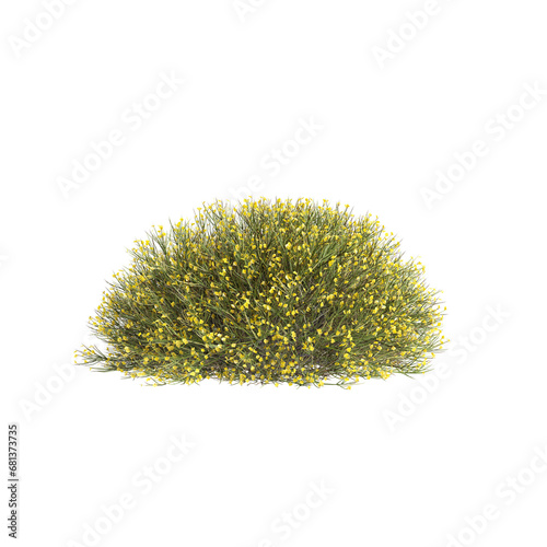 3d illustration of Genista acanthoclada bush isolated transparent background photo