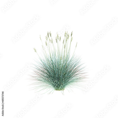 3d illustration of Festuca glauca bush isolated transparent background