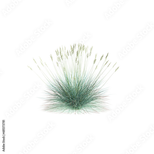 3d illustration of Festuca glauca bush isolated transparent background