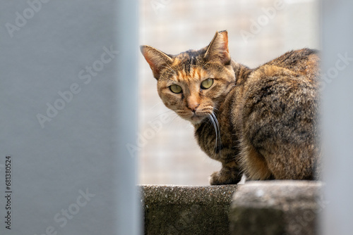 壁の隙間から顔を見せた茶色の野良猫 photo