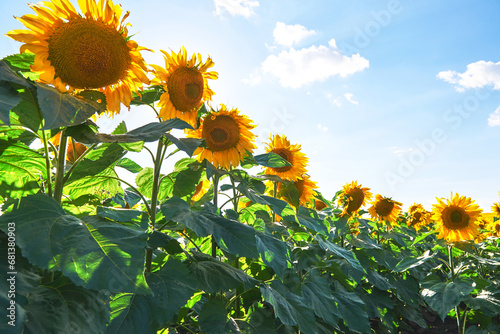 Vibrant Sunflower Field and Sky: A Burst of Color in Nature's Canvas.