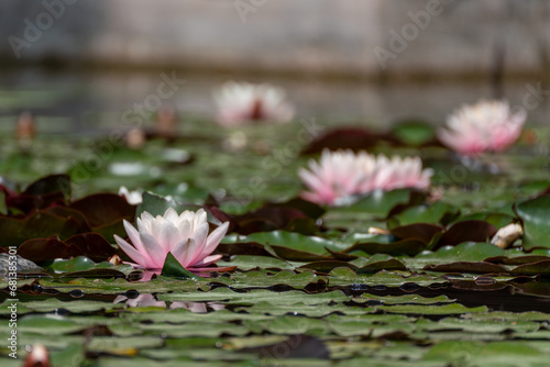 Pink lotus water lily flower in pond, waterlily with green leaves blooming