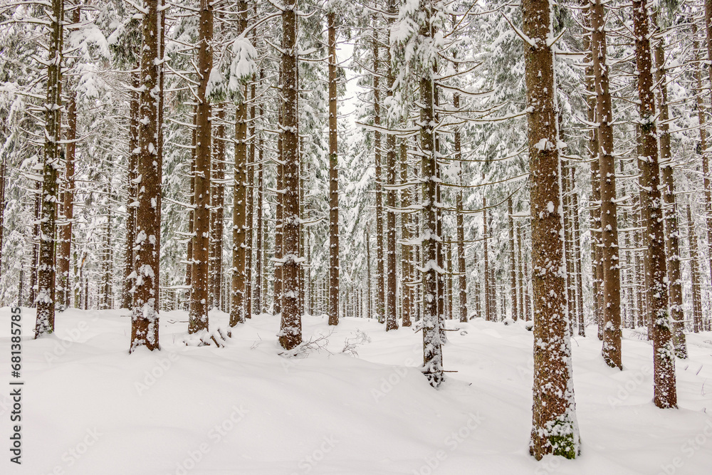 Spruce forest with deep snow in winter Spruce forest with deep snow in winter