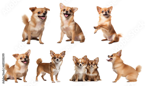 Set of Chihuahua dogs puppy couple isolated cutout on transparent background. © CassiOpeiaZz