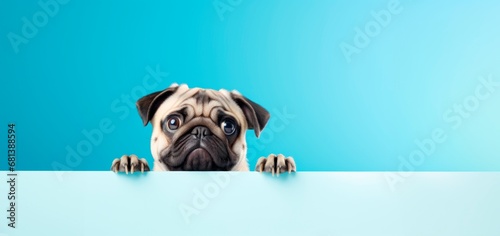 funny pug peeping from behind a vibrant blue block, horizontal wallpaper banner or card  large copy space for text. photo