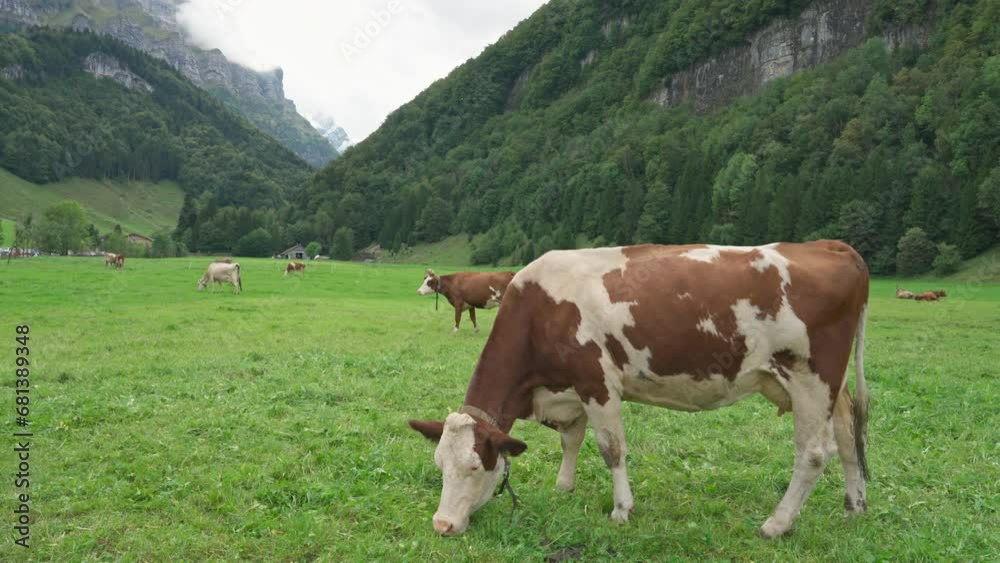 Herd of cow grazing on pasture and swiss alps at Appenzell, Switzerland Herd of cow grazing on pasture and swiss alps at Appenzell, Switzerland