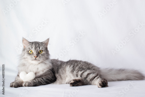 Cute gray tabby cat lies with a white knitted heart. Valentine's day, love. photo