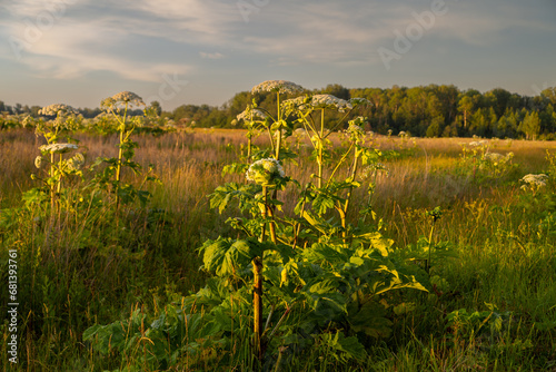 Sosnowsky's hogweed Heracleum sosnowskyi dangerous invasive plant photo