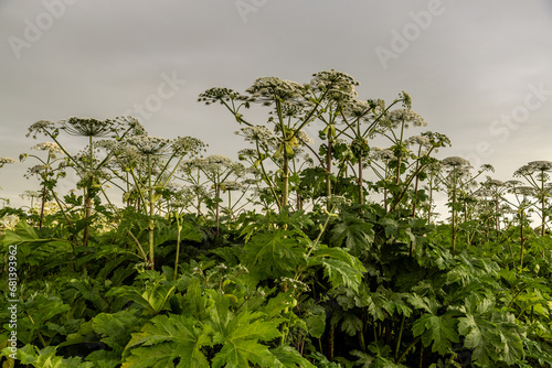 Sosnowsky's hogweed Heracleum sosnowskyi dangerous invasive plant photo