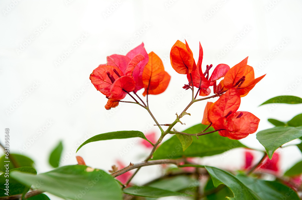Bougainvillea flowers in full bloom Bougainvillea flowers in full bloom