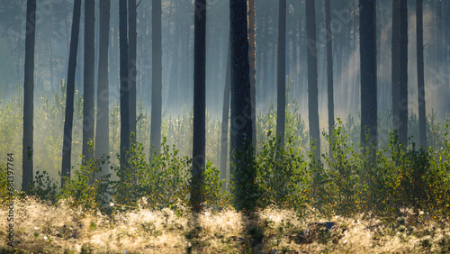 FOREST - Small birches and pine trees in the morning mist
 photo