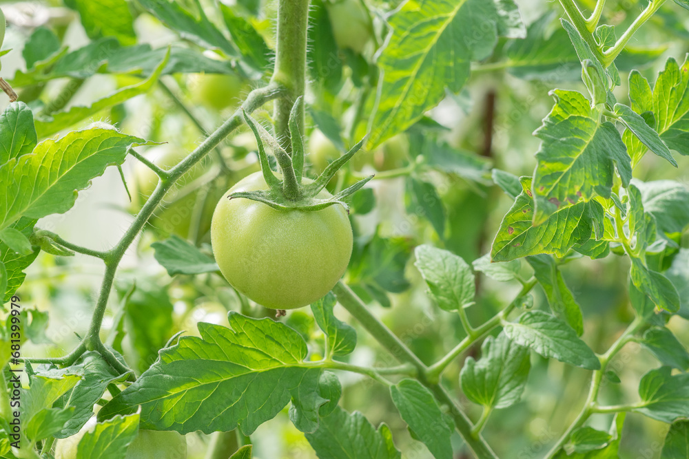 Unripe green tomatoes grown in a greenhouse. Gardening and agriculture. High quality photo Unripe green tomatoes grown in a greenhouse. Gardening and agriculture. High quality photo