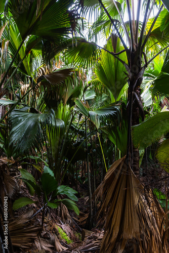 Palm forest of Vallee de Mai  Praslin island  Seychelles