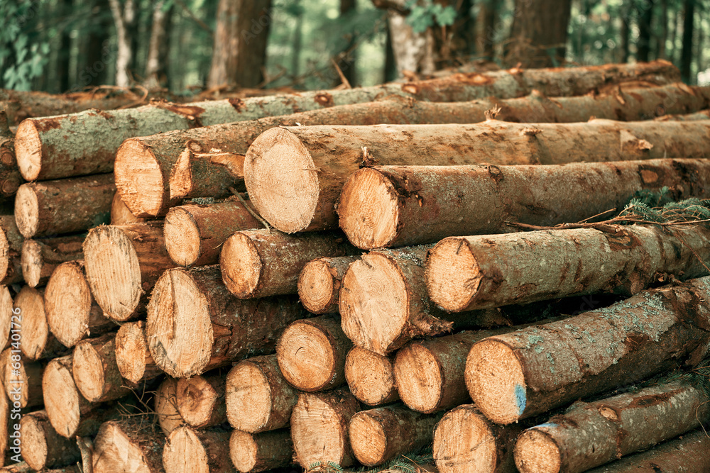 Tree logs in the forest. Stack of chopped woods stack Tree logs in the forest. Stack of chopped woods stack