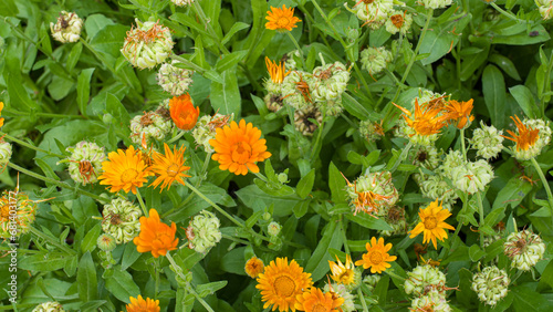 Group of calendula flowers and faded flower heads with calendula seeds. photo