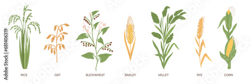 Cartoon grain crops. Different cereal grasses. Agricultural plants. Buckwheat and rice. Ear of corn. Oat and rye field. Edible seeds. Barley harvest. Millet stem. Garish vector set photo