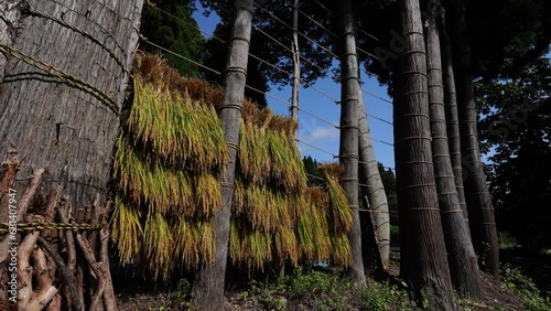 はさ掛けは環境に優しい自然乾燥