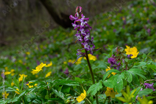 Corydalis. Corydalis solida. Violet flower forest blooming in spring. The first spring flower  purple. Wild corydalis in nature