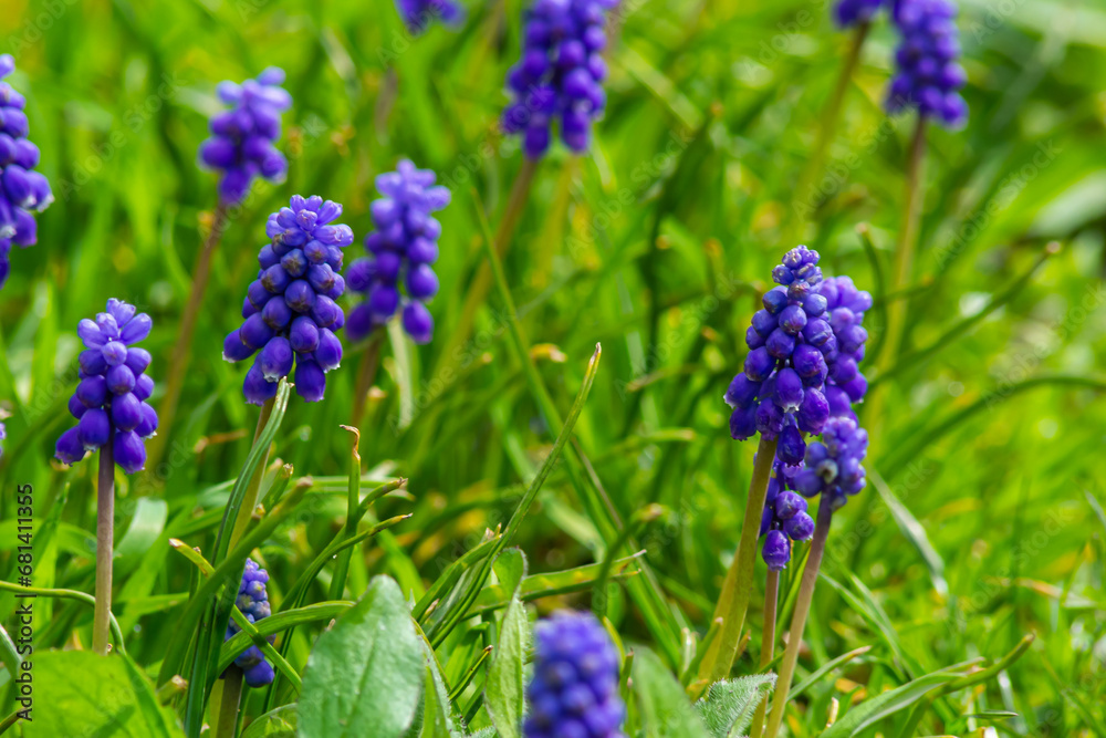 Close up of Muscari armeniacum or grape hyacinth on a spring day .Blue Muscari Close up of Muscari armeniacum or grape hyacinth on a spring day .Blue Muscari