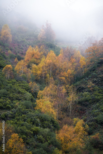 Spreading of golden autumn birch trees across a creek in the Courel Mountain Range in Lugo Galicia