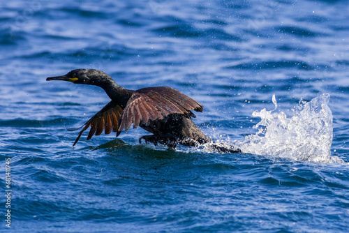 Obraz na płótnie Shag (Gulosus aristotelis) w salonie