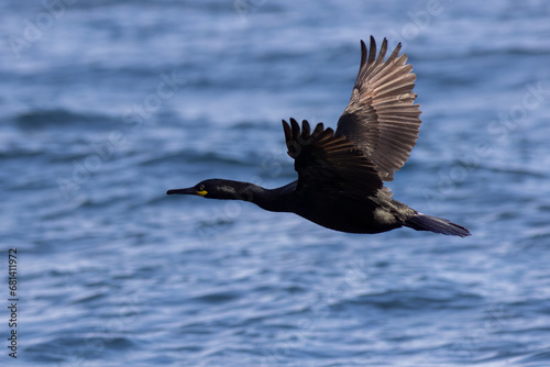 Shag  (Gulosus aristotelis) photo