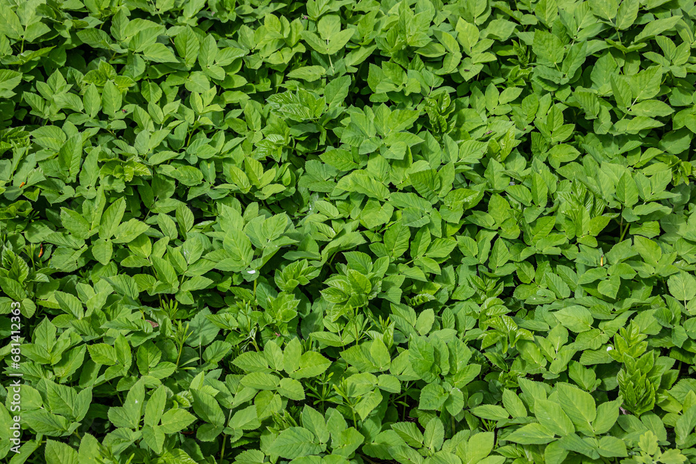Green leaves for background, texture of nature. The concept of spring, environmental protection Green leaves for background, texture of nature. The concept of spring, environmental protection