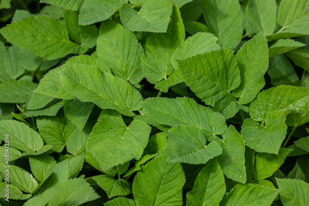 Green leaves for background, texture of nature. The concept of spring, environmental protection Green leaves for background, texture of nature. The concept of spring, environmental protection