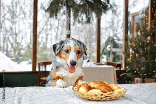 An Australian Shepherd dog sits at the table and looks at the food. Wants to steal a cupcake. Pet's breakfast. Winter, New Year, Christmas.