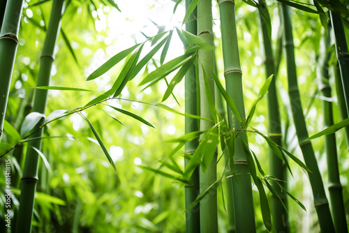 serene and captivating atmosphere of bamboo forest, with tall stalks reaching sk Fototapeta