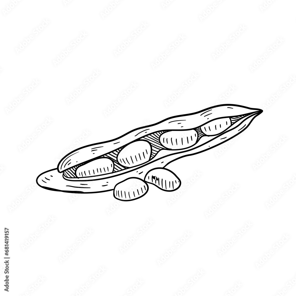 Fototapeta premium bean vegetable handdrawn 