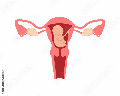 Baby in the womb fetus in utero anatomy of pregnancy and birth Female reproductive system and implantation