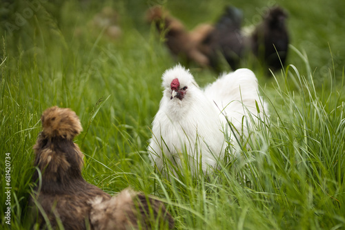 Horizontal portrait of a white silkie rooster, Wugu-ji chicken, walking on grass and foraging on a free range organic farm. With free-range hens in a green country garden in background,selective focus