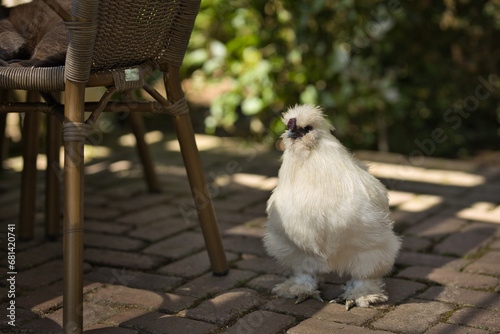 Horizontal portrait of a white silkie rooster, Wugu-ji chicken, walking on a terrace. Free-range chicken foraging freely in a green country garden with selective focus.