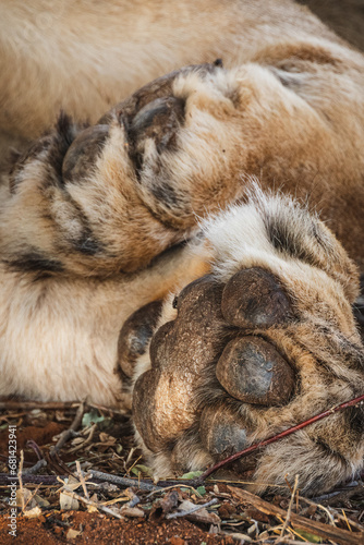 Animals in the wild - close up of a lion paw in Samburu National Reserve, North Kenya