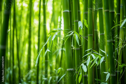 the rhythm and repetition of bamboo stalks, evoking sense of harmony and meditation within this unique and enchanting environment