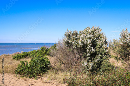 sand dunes and trees on beach