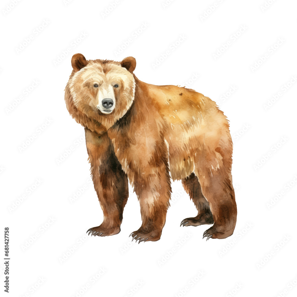 Bear watercolor illustration brown grizzly bear. hand down painted on a white background. PNG 300DPI clipart isolated Bear watercolor illustration brown grizzly bear. hand down painted on a white background. PNG 300DPI clipart isolated