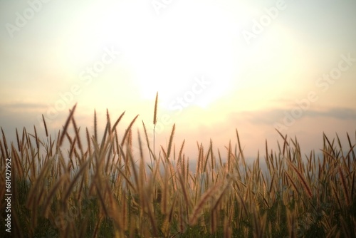 Grass flowers and sunlight at sunset photo