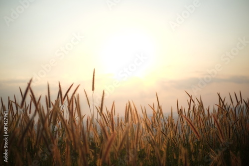 Grass flowers and sunlight at sunset