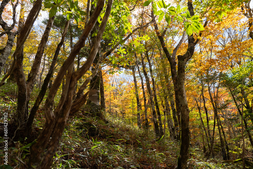 大台ヶ原の紅葉 奈良県