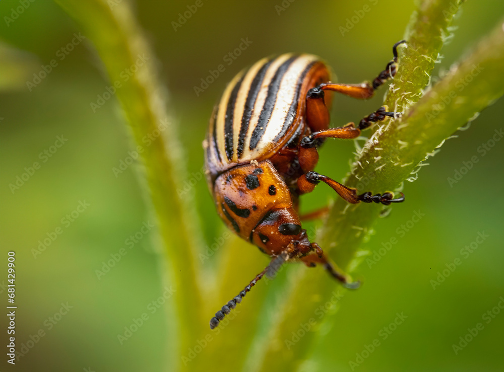 Colorado potato beetle on potato sprouts close-up Colorado potato beetle on potato sprouts close-up
