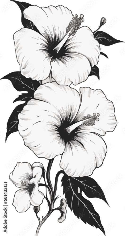 Black and white hibiscus flowers on a white background