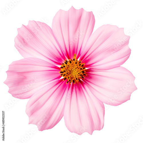 A pink cosmos flower on a transparent background