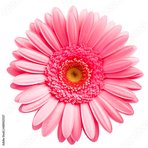 Pink gerbera daisy on a transparent background