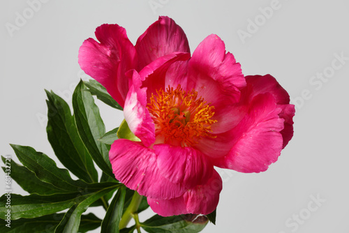 Pink peony flower with yellow center isolated on gray background.