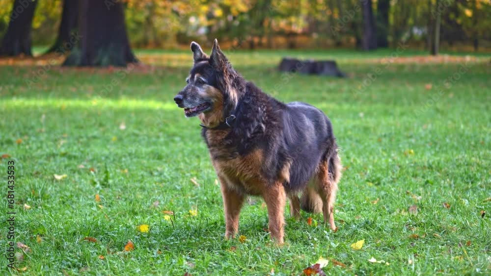 Amidst the autumn foliage, a German Shepherd's misty breath is illuminated by the morning sun's soft rays. Amidst the autumn foliage, a German Shepherd's misty breath is illuminated by the morning sun's soft rays.