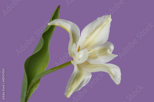 Flower white lily isolated on lilac background.