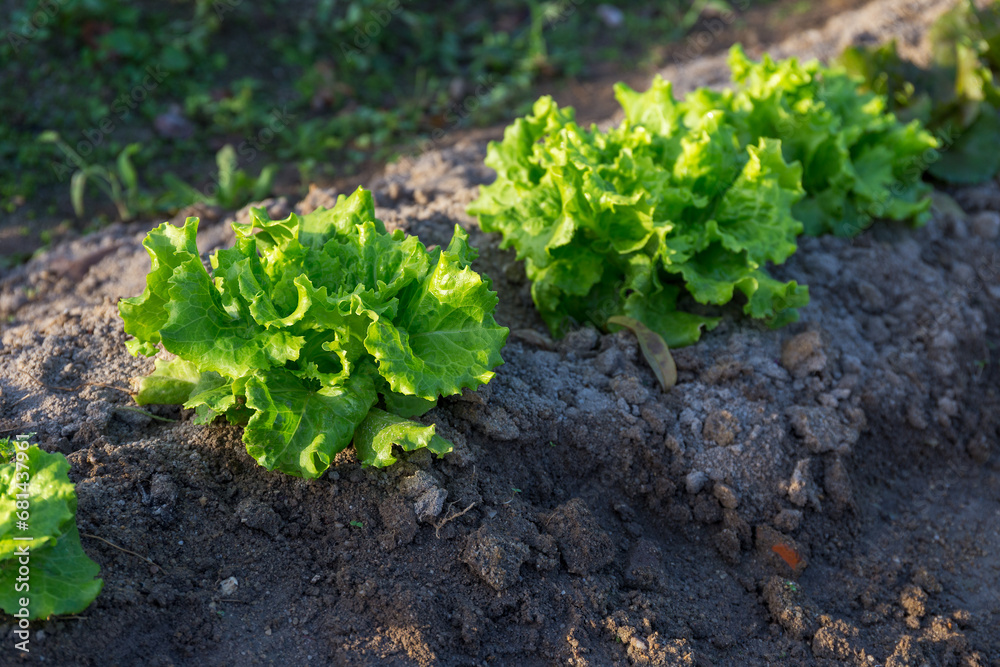 Vegetable garden with lettuce plants close-up Vegetable garden with lettuce plants close-up