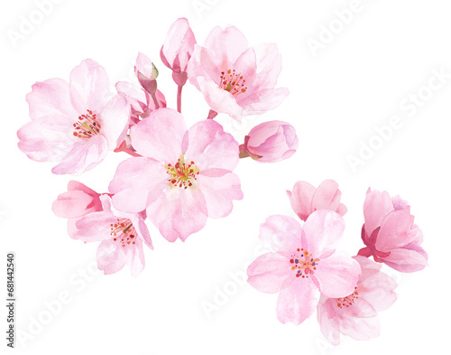 春の花：桜の花の水彩イラスト。クローズアップ。（透過背景）